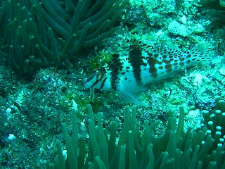 Coral Hawkfish