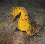 Yellow Big-Belly Seahorse