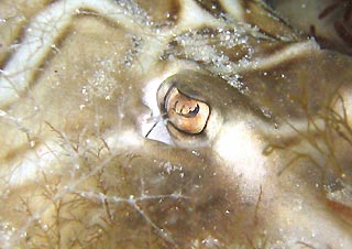 Fiddler Ray Eyeball