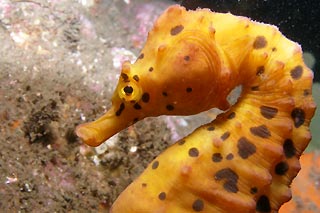 Portrait of a seahorse