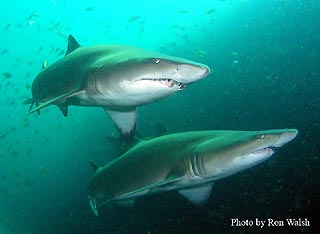 Grey Nurse Sharks at Fish Rock Cave