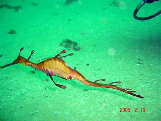 Weedy Seadragon in Sydney