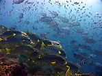 Oblique-banded Sweetlips, Plectorhinchus lineatus