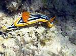 Nudibranch (Chromodoris quadricolor)