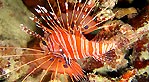 Spotfin Lionfish (Pterois antennata)