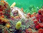 White's Seahorse