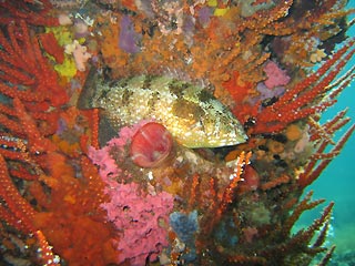 Busselton Jetty