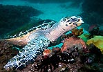 Hawksbill Turtle