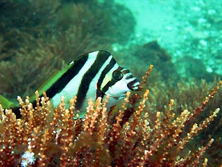 Crested Morwong