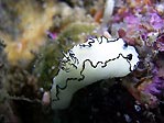 Glossodoris atromarginata