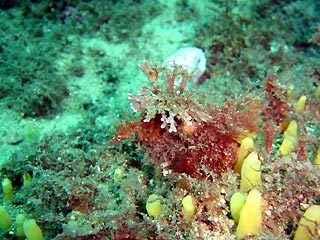 Sydney Pygmy Pipehorse