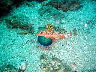 Eastern Spiny Gurnard