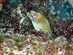 Green Moray (Gymnothorax prasinus)