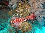 Zebra Lionfish double-take