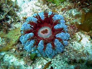 Bicheno Anemone