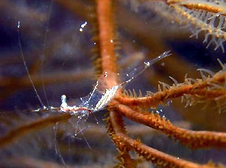 Black Coral Shrimp