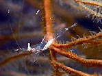 Black Coral Shrimp