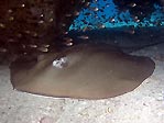 Jenkins' Whipray