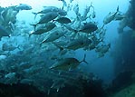 Big-eye Trevally, Tulamben Bay, Bali