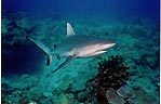 Grey Reef Shark