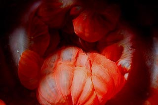 Business end of Red Anemone