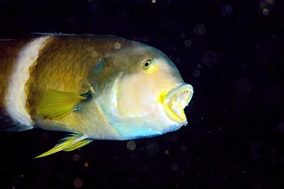 Blue-throated Wrasse