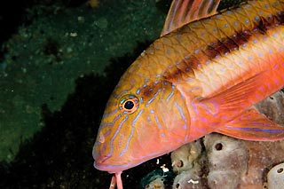 Southern Goatfish