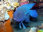 Southern Blue Devil