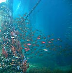 Underneath Busselton Jetty