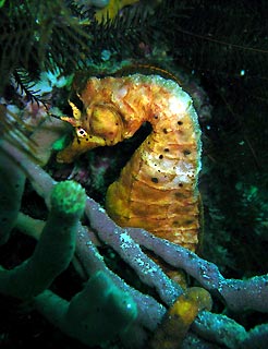 Bicheno Seahorse