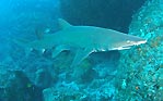 Grey Nurse Shark