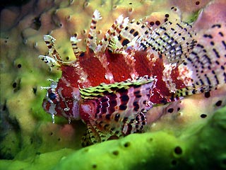 Dwarf Lionfish