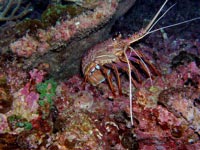 Abrolhos Islands with Padburry High