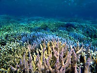 Abrolhos Islands with Padburry High