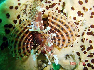 Dwarf Lionfish