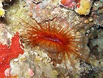 Disco Clam