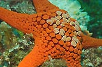 Pope's Eye sea star