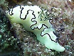 Black-Margined Glossodoris