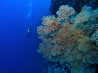 Giant Gorgonian Fan