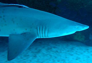 Grey Nurse Shark at Magic Point