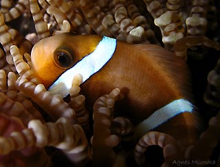 Anemonefish