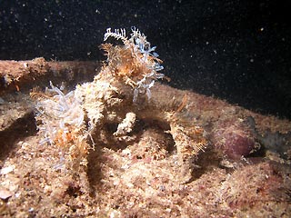 Decorator Crab