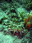 Wobbegong at Port Stephens