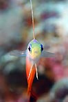 Fire Dart Fish