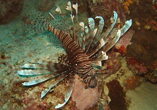 Lionfish