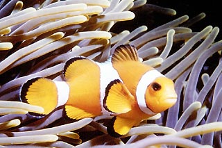 Clownfish in Anemone