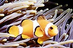 Clownfish in Anemone