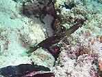 Robust Ghost Pipefish