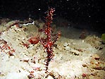 Ornate Ghost Pipefish