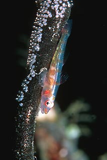 Guardian Goby